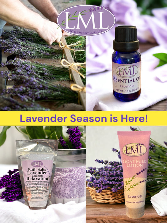 Why you need Lavender in the garden and home...