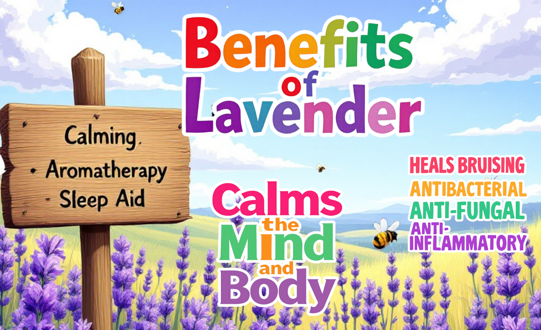 The Amazing Benefits of Lavender