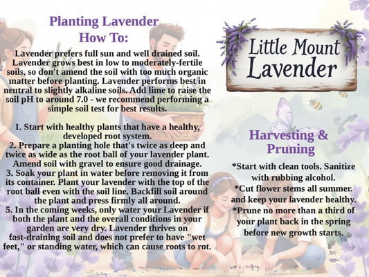 Planting Lavender best Practice Instruction Card