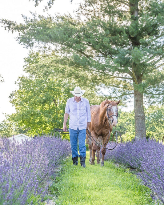 Little Mount Lavender dried lavender bunch held by a man in a cowboy hat and jeans walking a horse through a field.